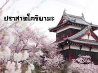 ซากุระ @ปราสาทโคริยามะ จ.นารา