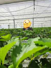 Kishinosato Strawberry Farm ฟาร์มสตรอว์เบอร์รีสดๆ
