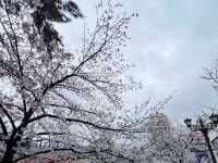 🌸 **寶塚櫻花之道遊覽櫻花觀賞分享** 🌸