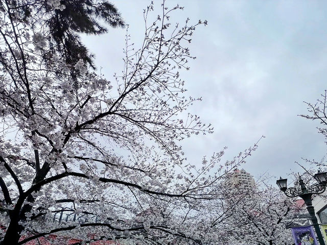 🌸 **寶塚櫻花之道遊覽櫻花觀賞分享** 🌸