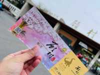 Gucun Park Cherry Blossoms Guide