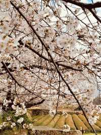 A Springtime Journey from Hwagae Market to Ssanggyesa Temple 