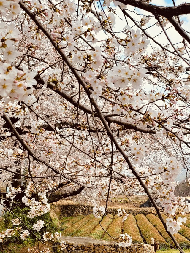A Springtime Journey from Hwagae Market to Ssanggyesa Temple 