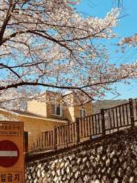 A Scenic Cherry Blossom Drive 🚗🌸 