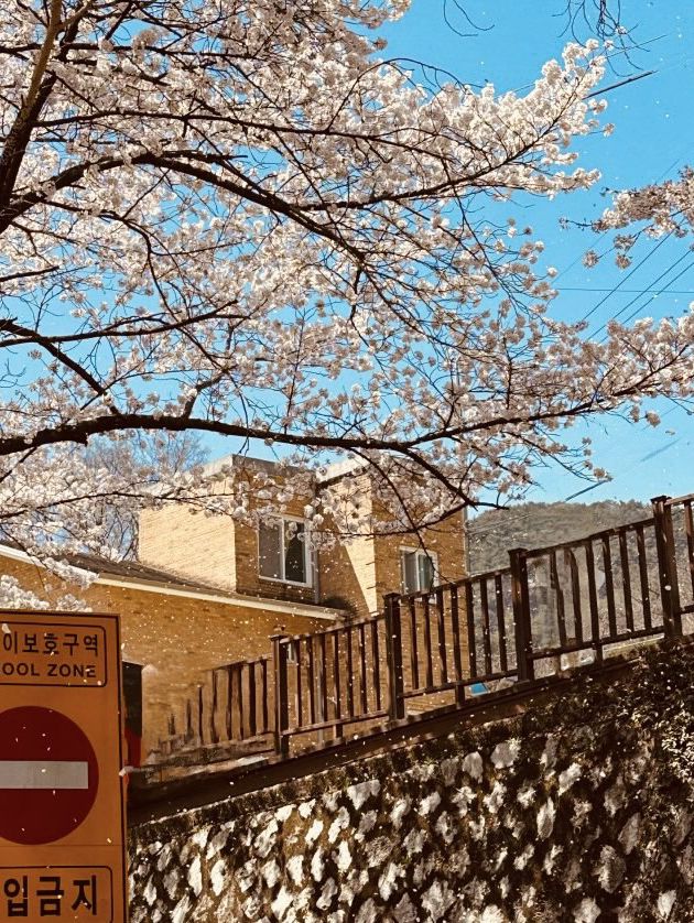 A Scenic Cherry Blossom Drive 🚗🌸 