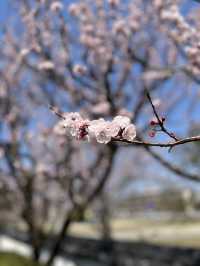 【愛媛】天敖園