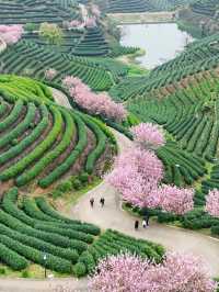 Chasing Sakura at Hangzhou