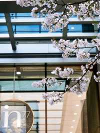 Binjiang Sakura Trail: Breathtaking Cherry Blossom Avenue