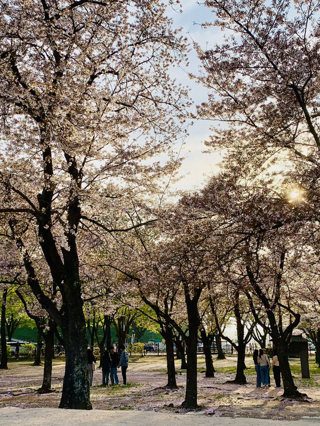 A Golden Hour Sakura Encounter at Donggung Palace & Wolji Pond