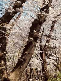 Temi's Gentle Bloom: A Relaxing Spring Escape