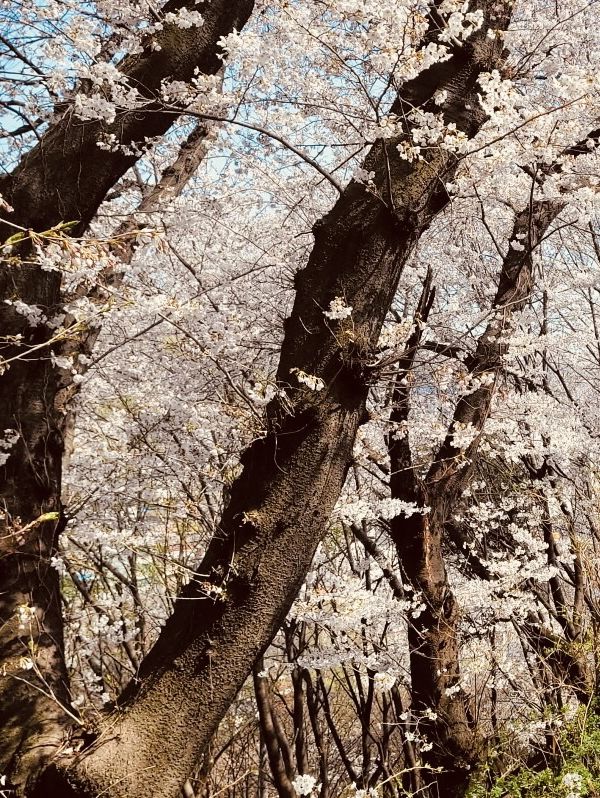 Temi's Gentle Bloom: A Relaxing Spring Escape