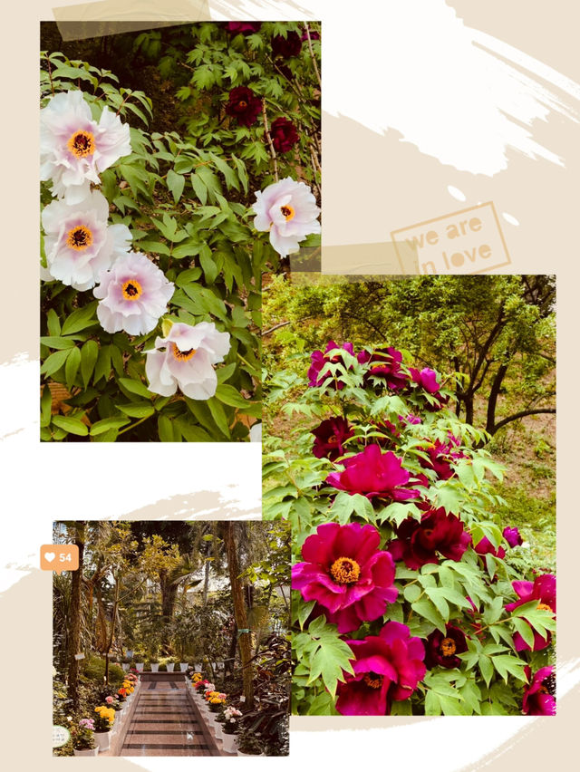 Geumgang's Spring: Where Flowers Throw a Party, and You're Invited