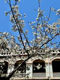 Historical University in Shanghai is blooming beautifully 