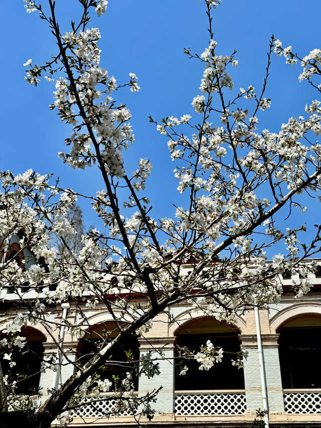 Historical University in Shanghai is blooming beautifully 