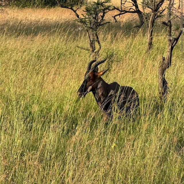 Serengeti National Park, Tanzania – Witness the Great Migration Responsibly