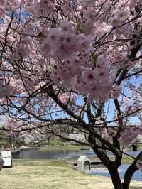 【宮城×春旅】水に映り込む桜の絶景 🥰 