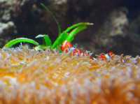 【沖縄】美ら海水族館