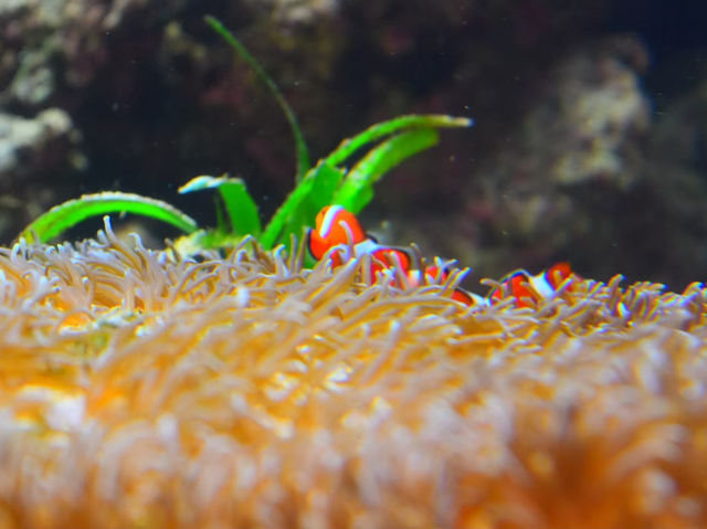 【沖縄】美ら海水族館