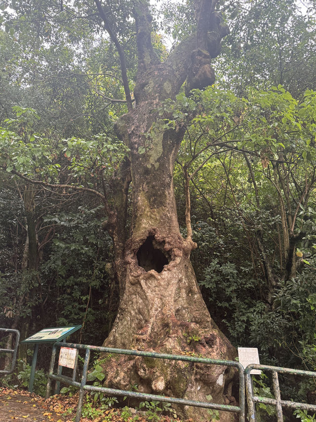 合家歡行山路線！新手適合多補給🙂