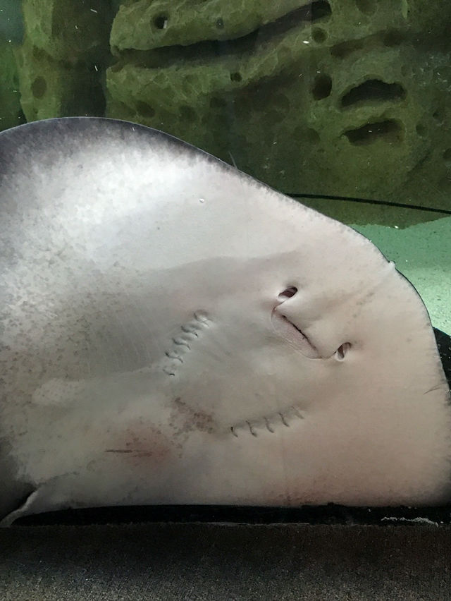 珠海景點｜長隆海洋王國 🪼🐬💦