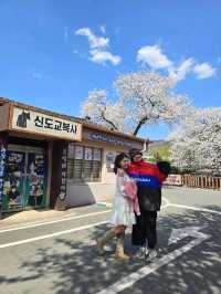 벚꽃향기 가득한 낭만가득 청도여행지🌸