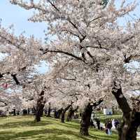 Spring Breeze in Goryokaku Park Hakodate