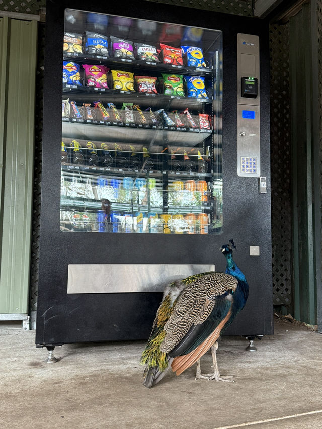 Caversham wildlife park