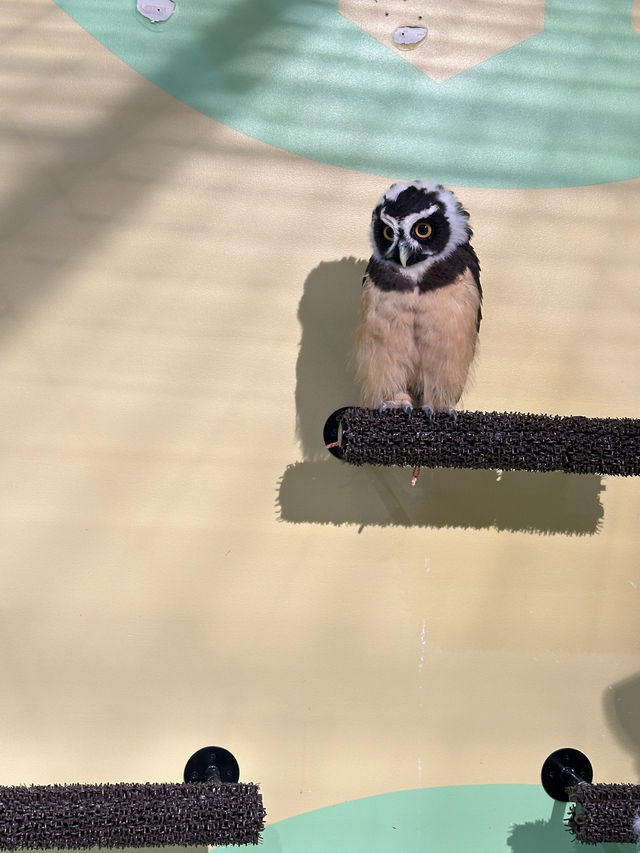 適合家庭與小朋友的沖繩DMM Kariyushi水族館