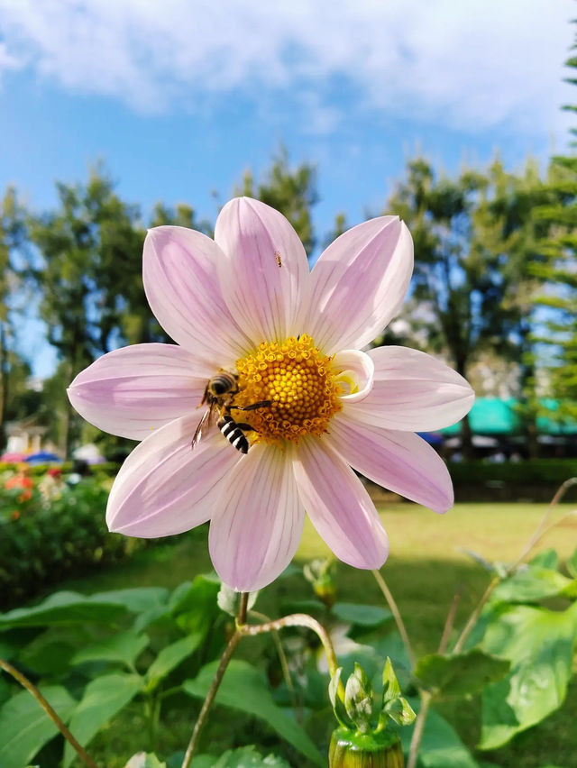 Burnham Park