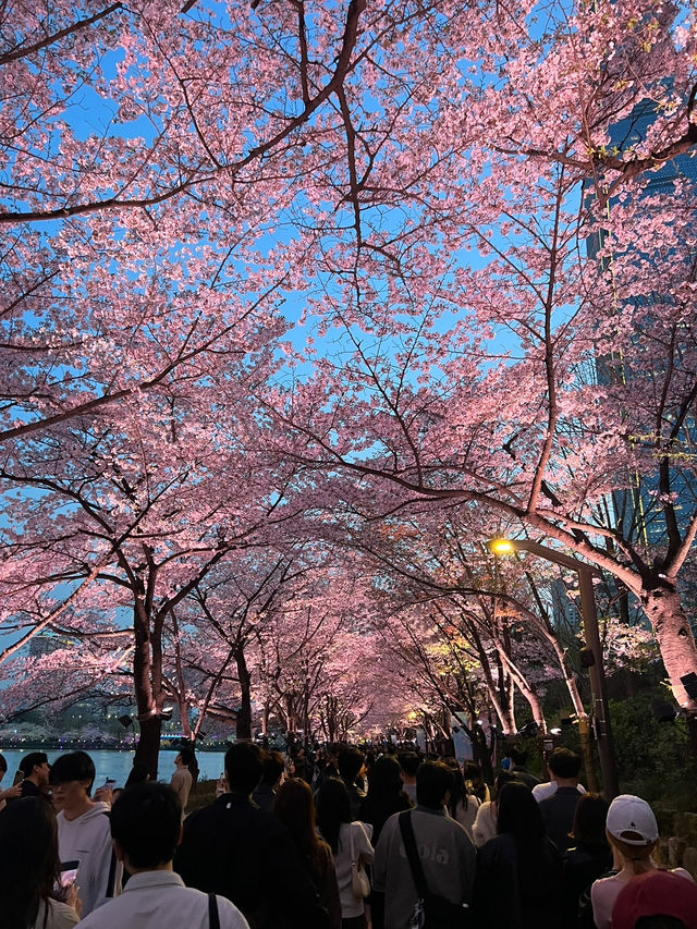 벚꽃이 아름다운 석촌호수🌸