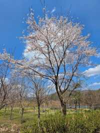 Chasing Cherry Blossoms: The Magic of Nami Island
