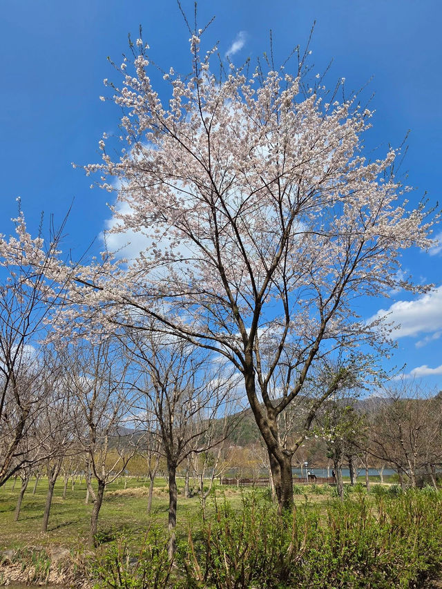 Chasing Cherry Blossoms: The Magic of Nami Island