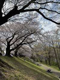 京都賞櫻之旅