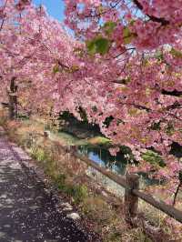 🌸 Live from April! Possibly the Best Early Sakura Spot Near Tokyo for Stunning Photos