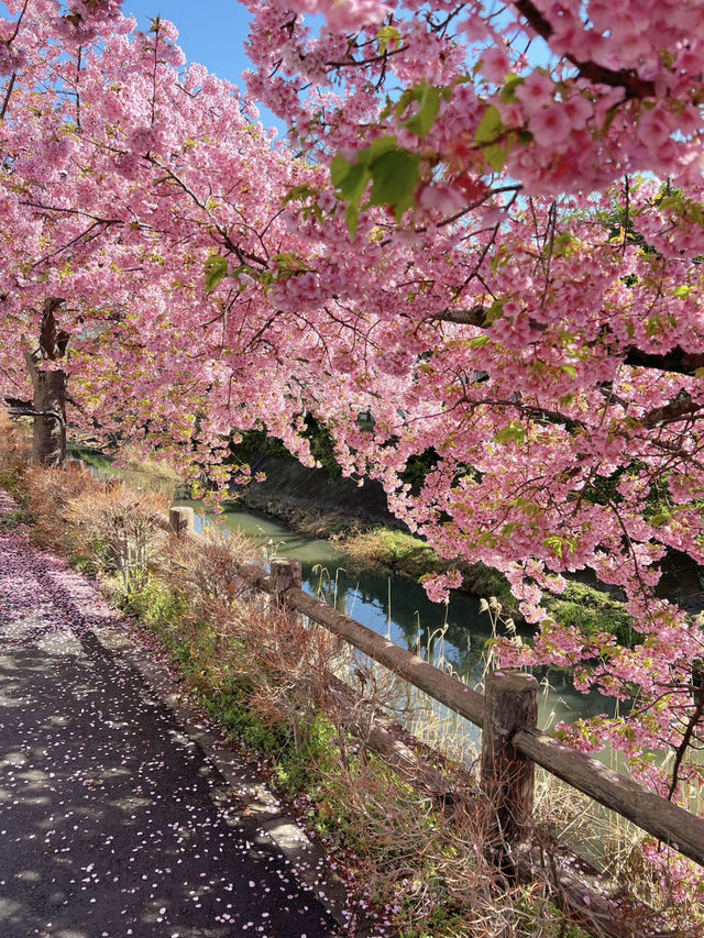 🌸 Live from April! Possibly the Best Early Sakura Spot Near Tokyo for Stunning Photos