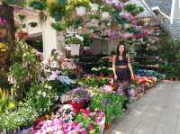 Netherlands Flower town / Dutch Flower town