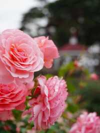 【群馬】600種7000株の薔薇の楽園