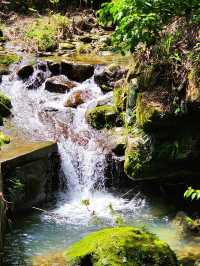 承天禪寺步道走向桐花公園賞油桐花