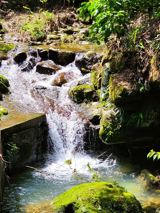 承天禪寺步道走向桐花公園賞油桐花