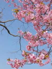 “Wuxi in Bloom: A Pink Reverie by the Lake”