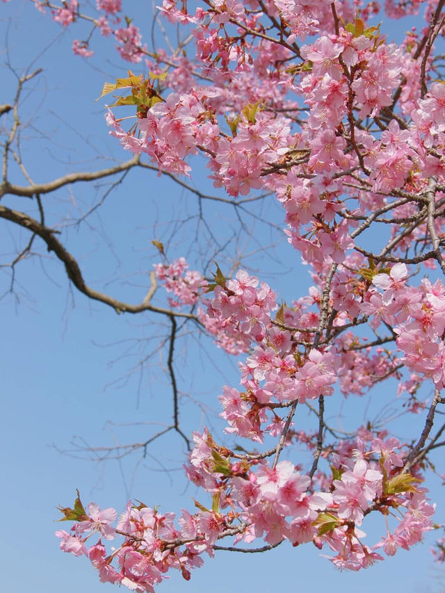 “Wuxi in Bloom: A Pink Reverie by the Lake”