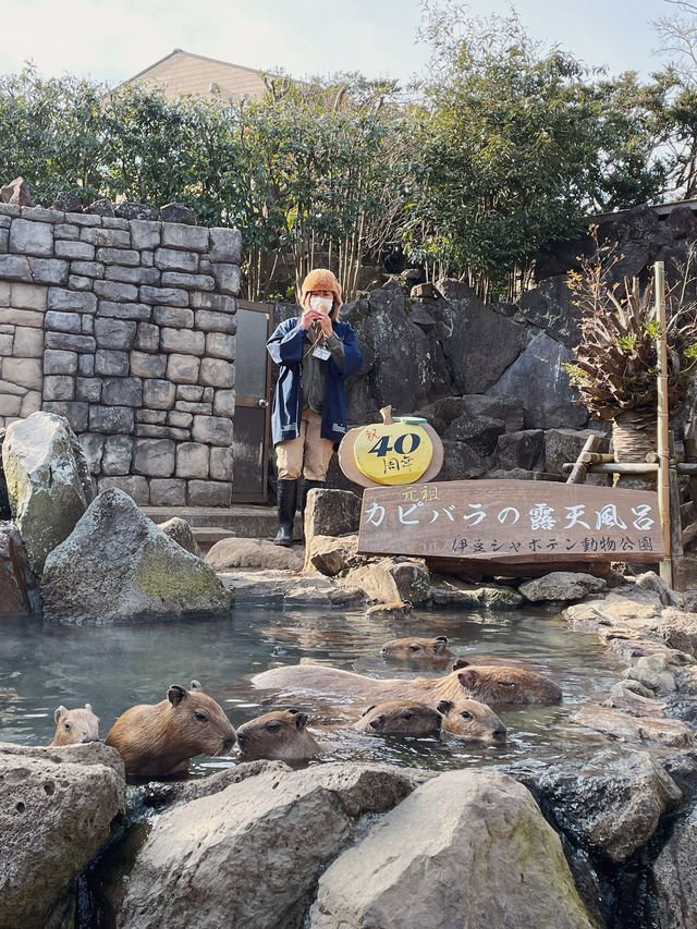 東京伊豆仙人掌動物公園🦦🍊水豚泡柚子溫泉超治癒！