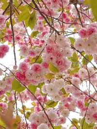 🌸 Catching the Last Cherry Blossoms at Shinjuku Gyoen 🌸