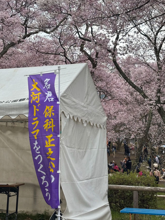 The Legendary Cherry Blossoms of Inaho Takato Castle Ruins 🌸⛩️