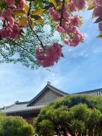 Hangang Park: Amazing Cherry Blossoms
