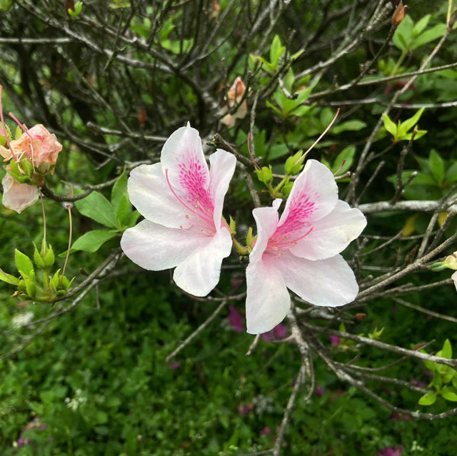 大屯山｜霧中漫步杜鵑花