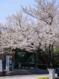🌸 Romantic Cherry Blossom Spot in Ningbo: A Must-Visit Near the Metro! 🌸