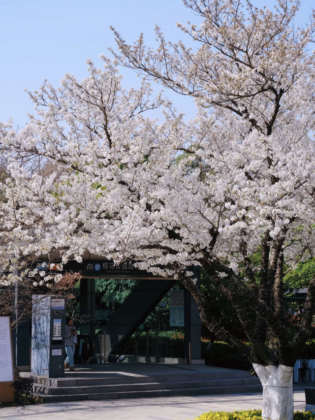 🌸 Romantic Cherry Blossom Spot in Ningbo: A Must-Visit Near the Metro! 🌸