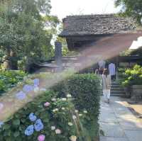 【鎌倉】風情ある茅葺きの山門 手前の紫陽花