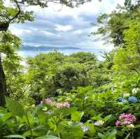 【鎌倉】鎌倉の紫陽花 有名スポット長谷寺